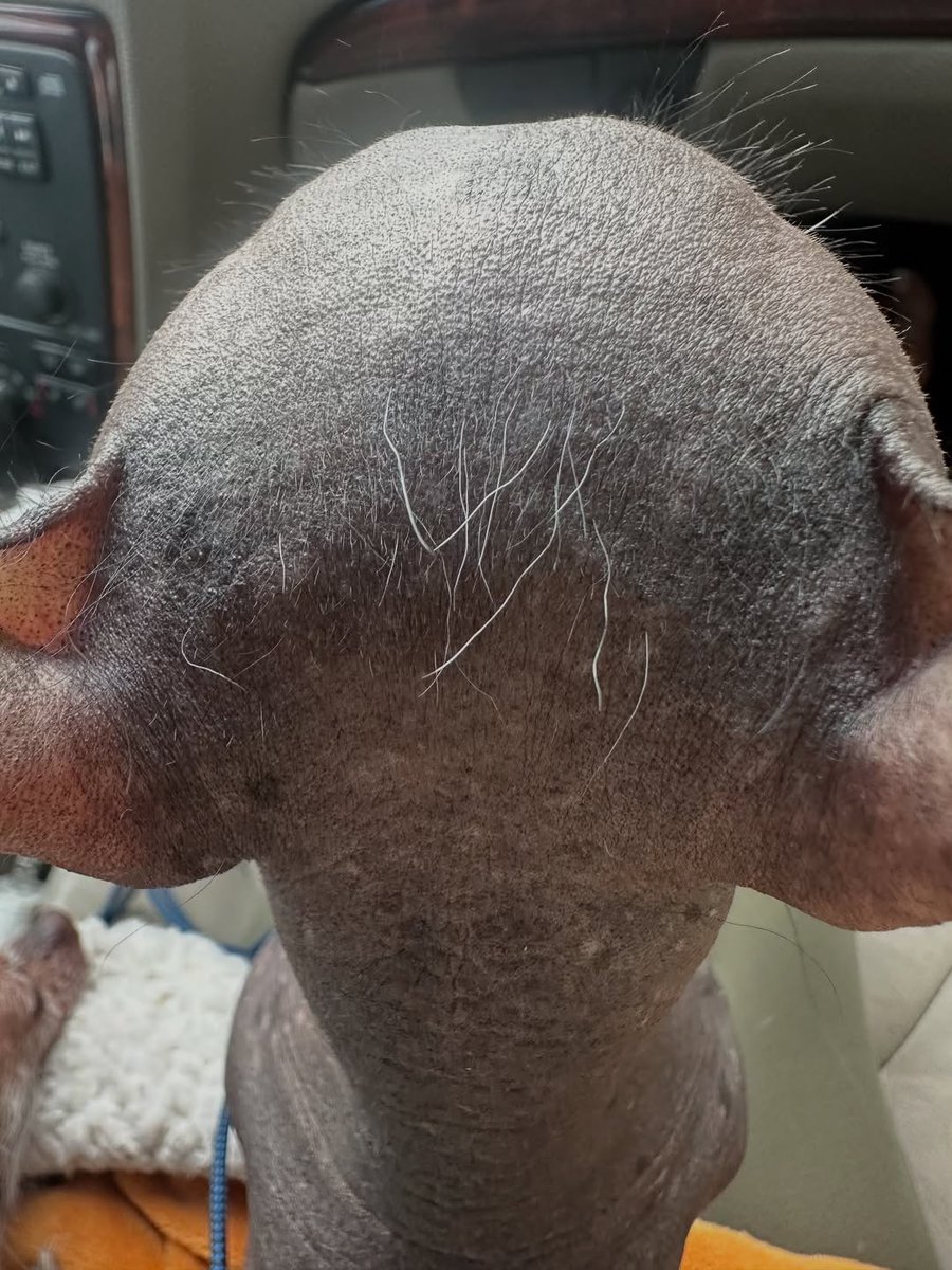 WeRateDogs tweet media