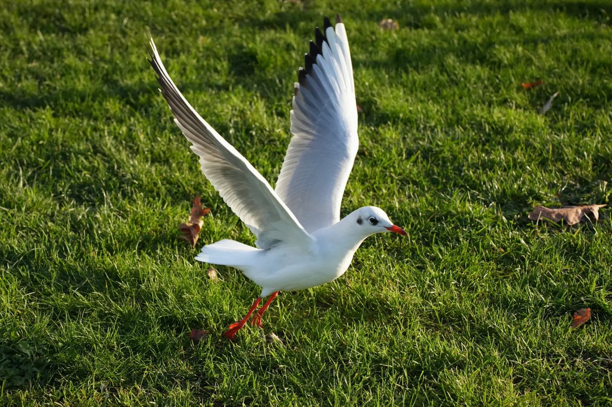 Arya9874's tweet photo. Freedom looks like this  wings wide open, heart light, and the sky calling. 🕊️✨ Nature always reminds me to breathe, let go, and fly higher than yesterday. https://t.co/9jepHmgxB9