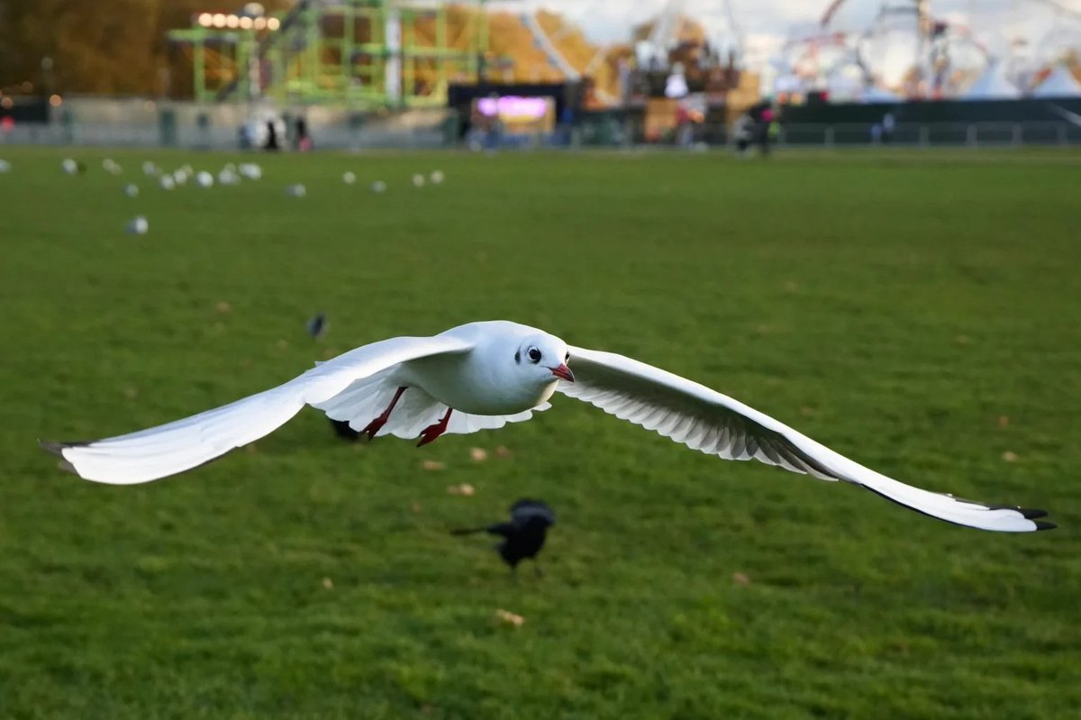 Arya9874's tweet photo. Freedom looks like this  wings wide open, heart light, and the sky calling. 🕊️✨ Nature always reminds me to breathe, let go, and fly higher than yesterday. https://t.co/9jepHmgxB9