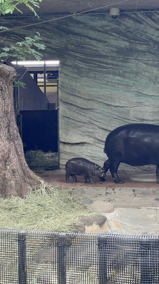 可愛すぎて悲鳴をあげたあの時🙀
こぶしくん初めての時☺️を思い出しながら…
またミニミニコビトカバ🦛会えるのか🤤とウキウキしています🤗
#コビトカバ
#コブシ
#上野動物園