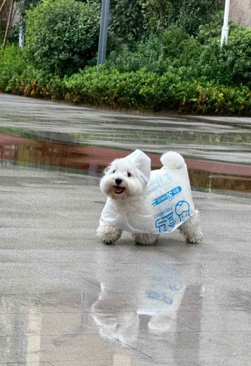 everything dogs 🐶 (@everythingdogss) on Twitter photo 