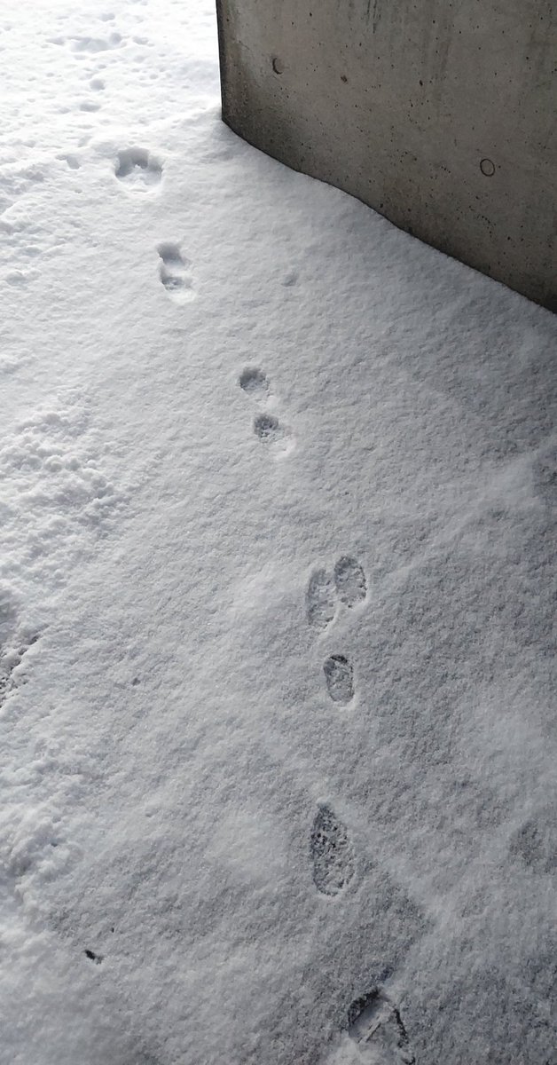 「5センチも積もっていないが、雪かきはサボれない。 スノーダンプを押して歩く距離は」|浅利与一義遠のイラスト