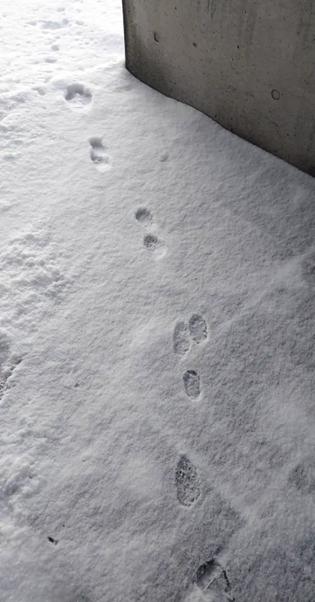 5センチも積もっていないが、雪かきはサボれない。 スノーダンプを押して歩く距離は、大雪の時と大して変わらないが、ダンプが軽いので楽。 マイナス20℃だったが、途中から汗をかきそうだったのでキャストオフして、上は半袖Tシャツ一枚に。 昨夜のカーポートのお客さんは、ウサギさんだった模様。