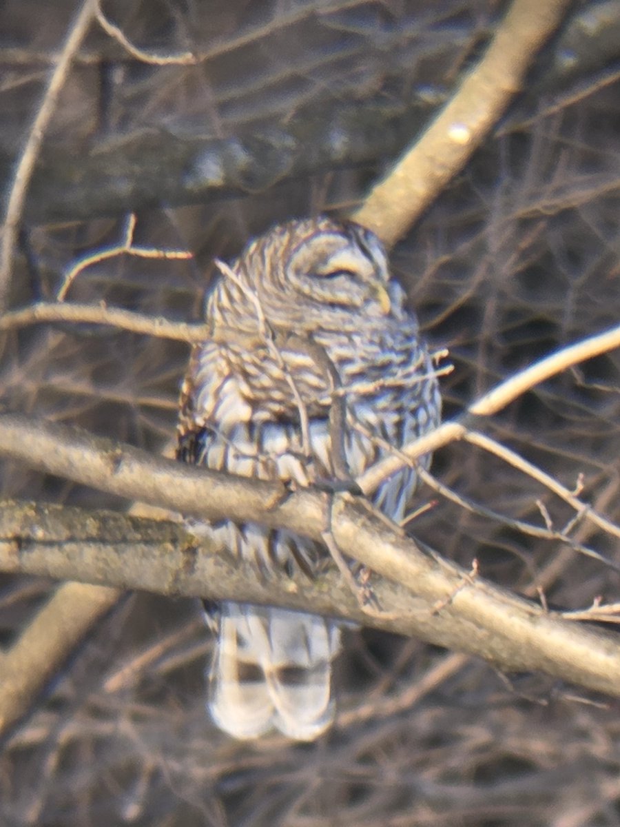 MY BARRED OWL CAME TO TAKE A SUN NAP BEHIND MY HOUSE

EVERYONE STAY. CALM.