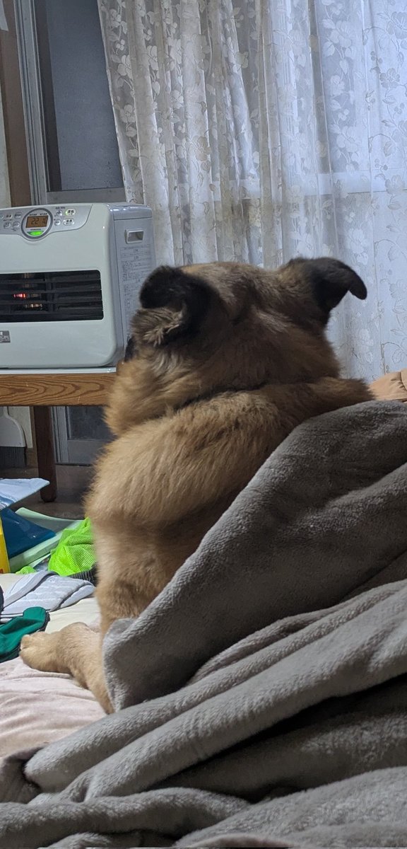 わんちゃんず tweet media