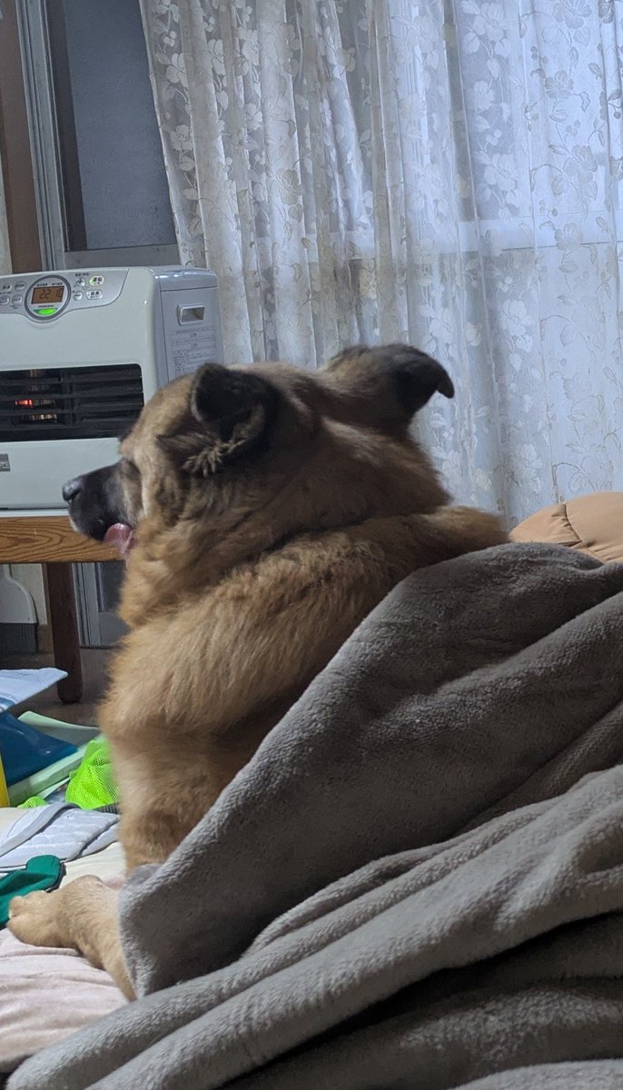 わんちゃんず tweet media