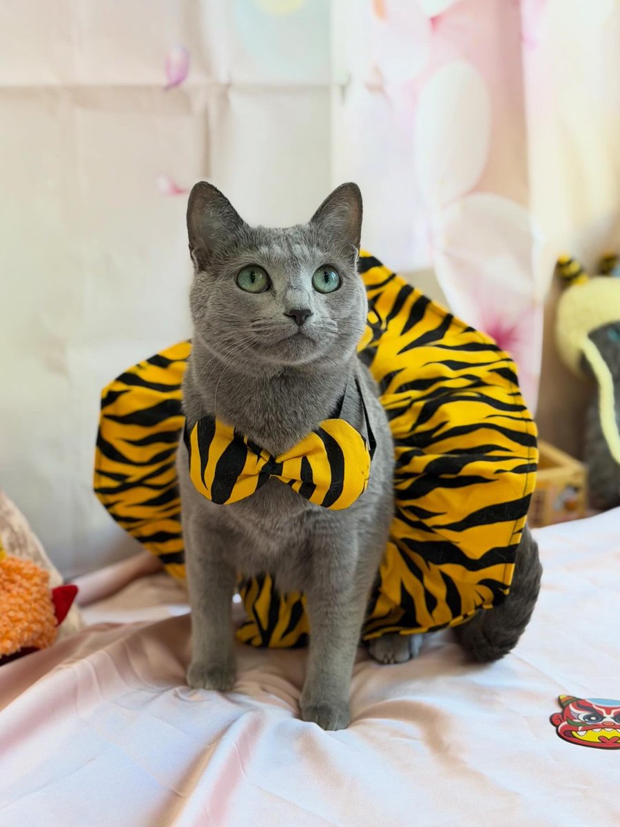 LisaLisa200601's tweet image. 𝟚𝟘𝟚𝟞.𝟚.𝟛
𝕊𝕖𝕥𝕤𝕦𝕓𝕦𝕟👹🫘
鬼は〜そと
福は〜うち

#節分
#ねこ
#ロシアンブルー
#リサリサとリリー
#ねこのきもち