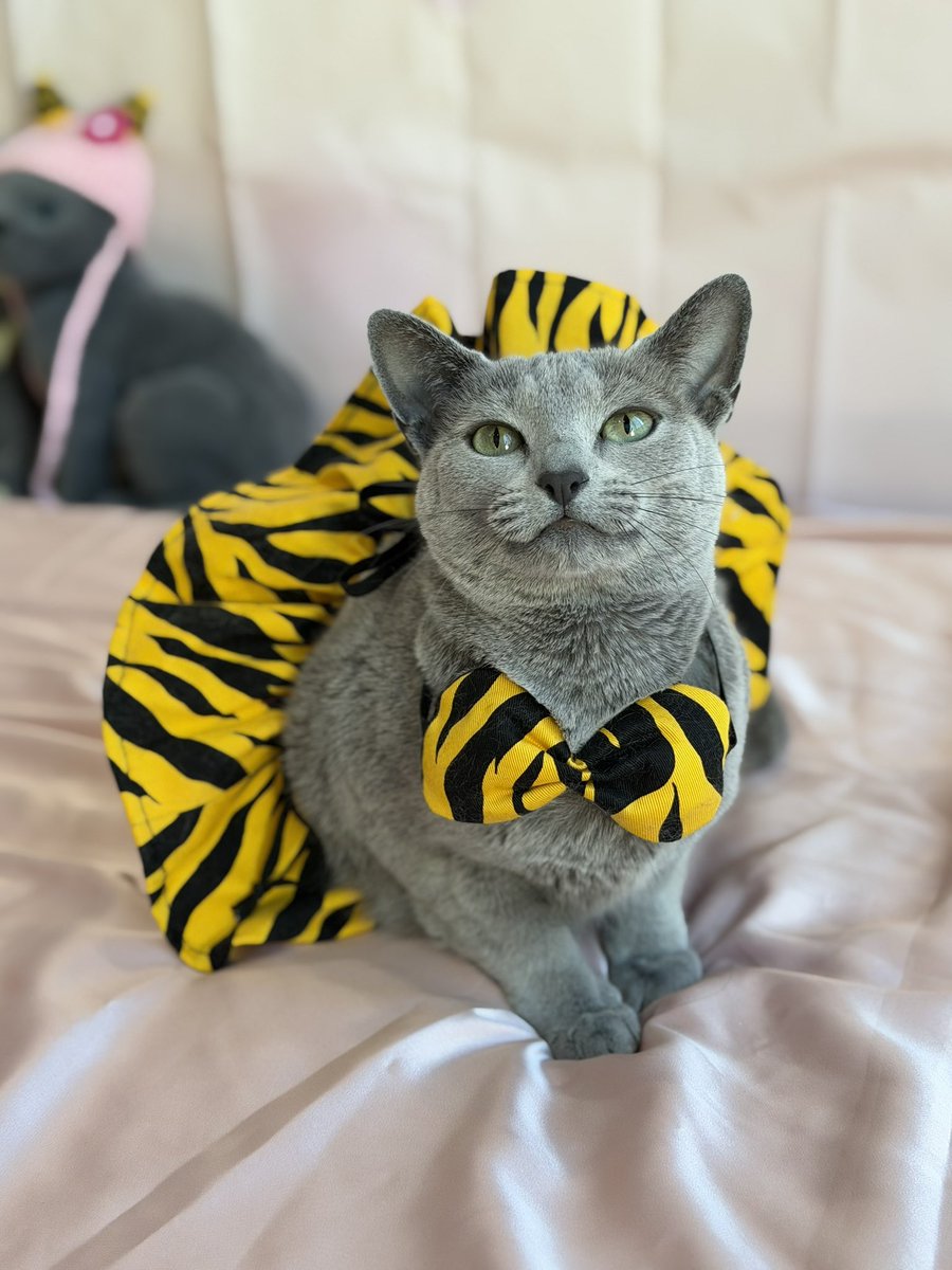 LisaLisa200601's tweet image. 𝟚𝟘𝟚𝟞.𝟚.𝟛
𝕊𝕖𝕥𝕤𝕦𝕓𝕦𝕟👹🫘
鬼は〜そと
福は〜うち

#節分
#ねこ
#ロシアンブルー
#リサリサとリリー
#ねこのきもち