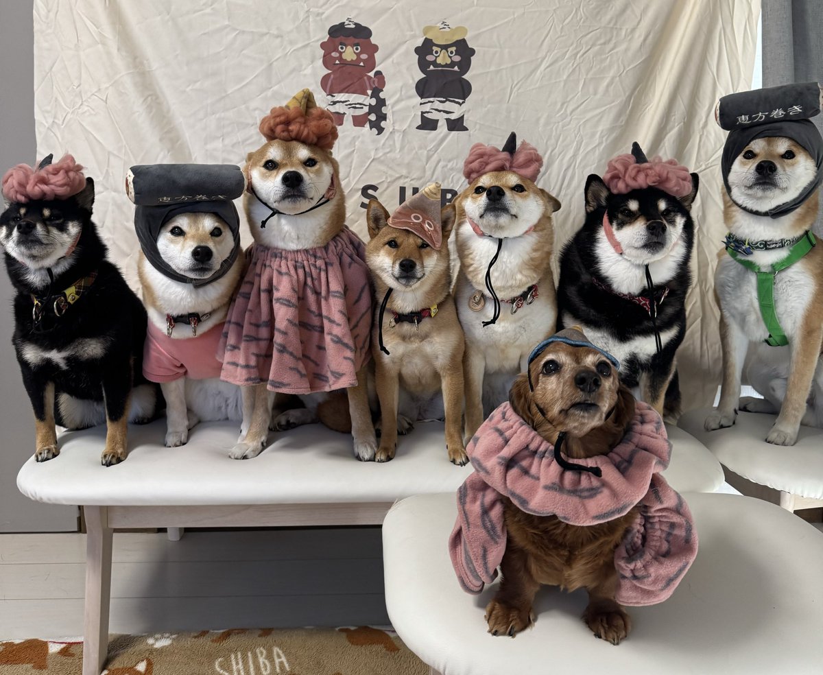 2月3日👹
#柴犬