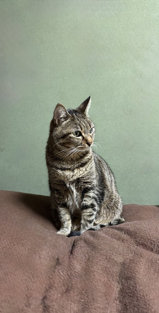 駒さん🥰 #x #ねこのいる暮らし #ねこ好きさんと繋がりたい #ねこ #cats