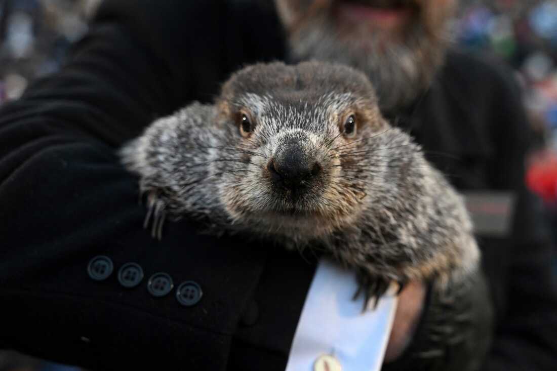 Pickswise's tweet photo. Punxsutawney Phil saw his shadow in 5 of the 6 years where the Patriots won the Super Bowl 

2002
2004
2005
2015
2017

He saw his shadow again this year 🤔 https://t.co/BnsdwtOLgA