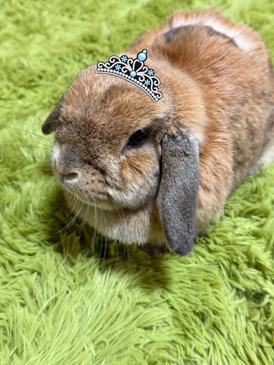 voiceactors01's tweet photo. 6歳happy birthday！
換毛期なので一部クレーターが生成されてます
#うさぎがいる暮らし https://t.co/gumU8f1JP2