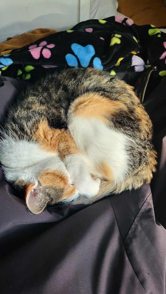 PlayerPenD's tweet image. Sally is sleepy but im live at the play pen let's see how fast she wakes up and bus dad

kick.com/playerpen
.
.
.
.
.
#streamer #live #livestreaming #kick #funny #laugh #anime #viral #420Friendly #CashGiveaway #giveaway