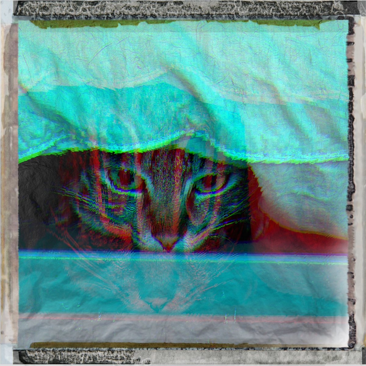 obi_wan_eclipse's tweet photo. #Hipstamatic #Joey #Type10Pack #猫式 #猫 #cat #ShotoniPhone #ねこ #保護猫 #猫カフェ https://t.co/1Wj0ELIz2K