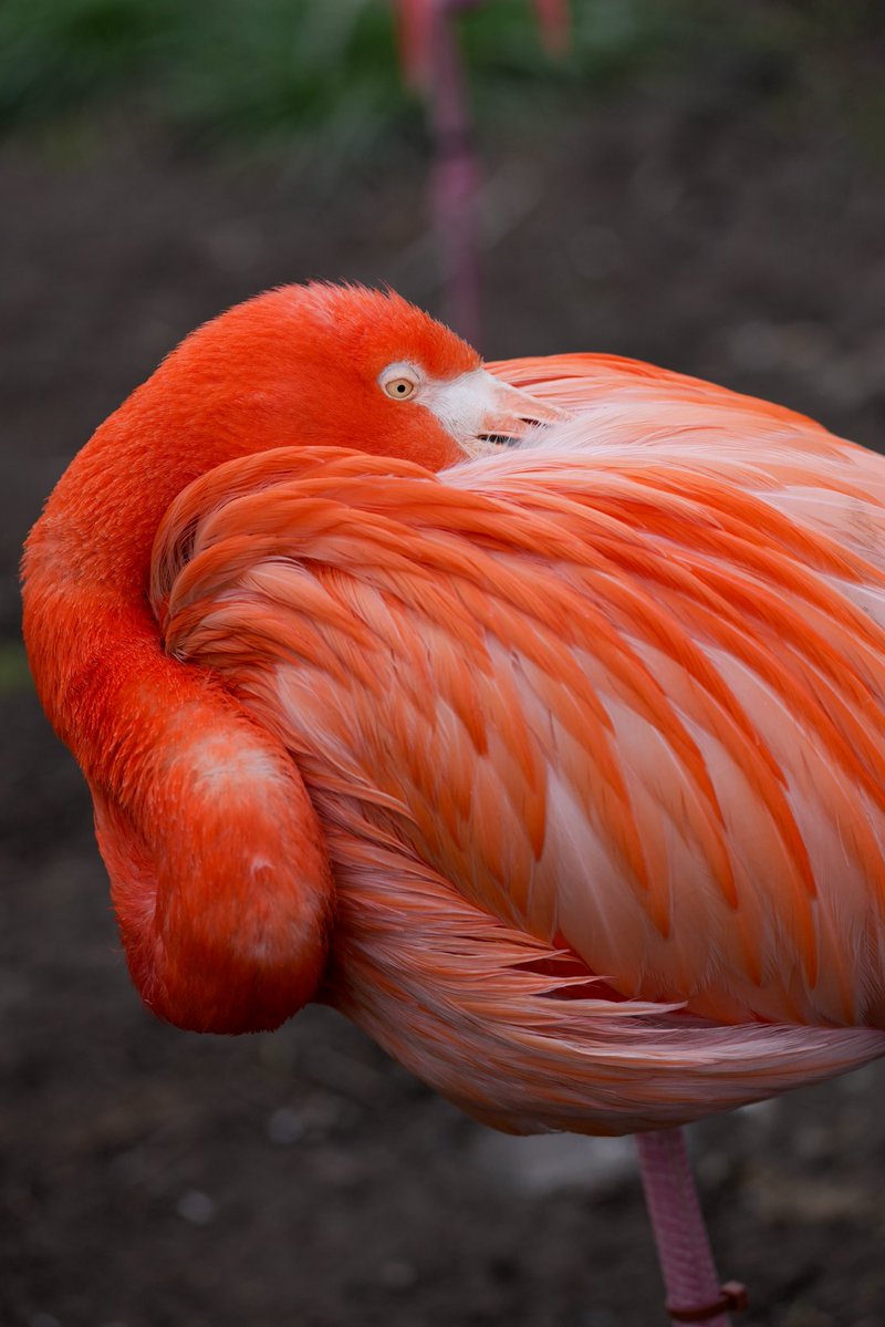 🦢になりたい🐧
失恋しても片足で踏ん張る🦩
#蓮井朱夏verが好きです