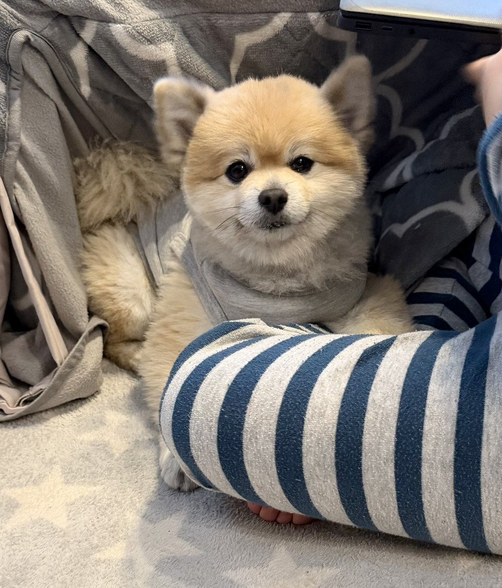 デカポメ🐶⛩️ポルくん🗼 (@AccessoryshopF) / Posts / X