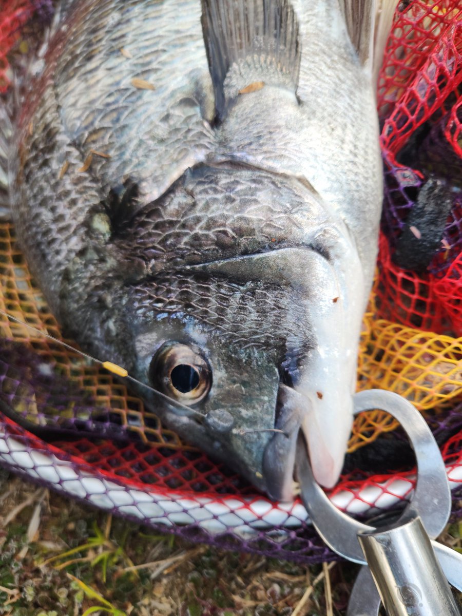 ツヨっさん tweet media