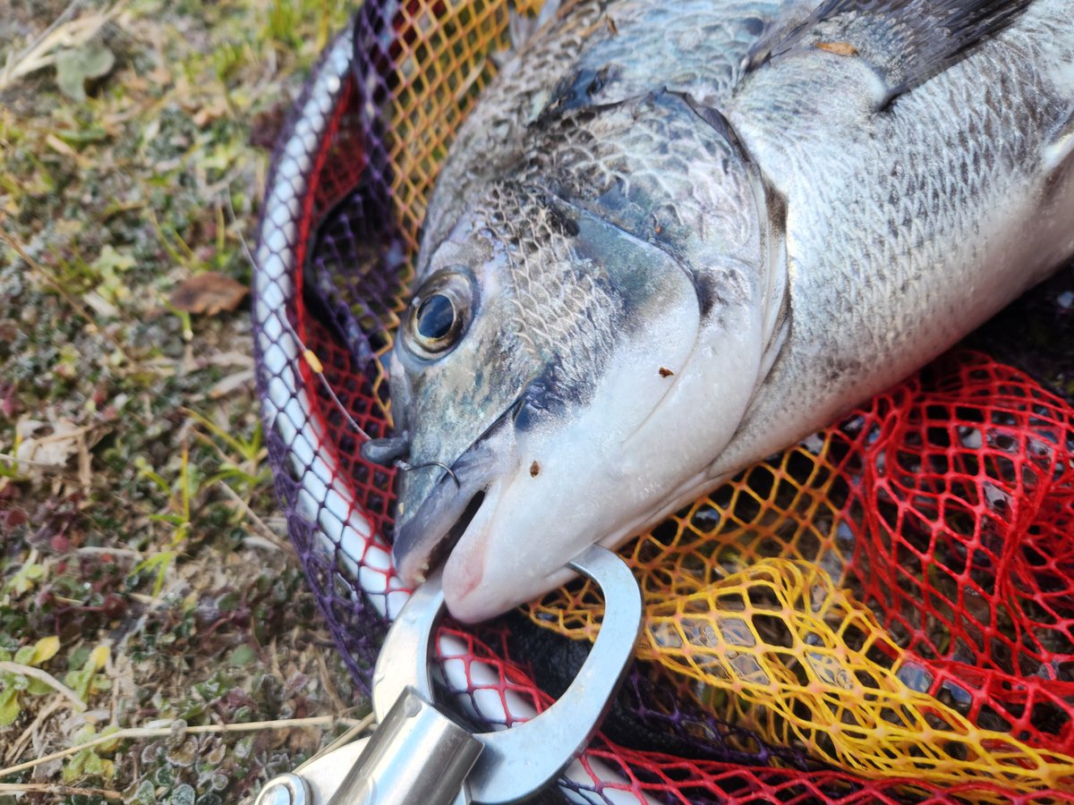 ツヨっさん tweet media