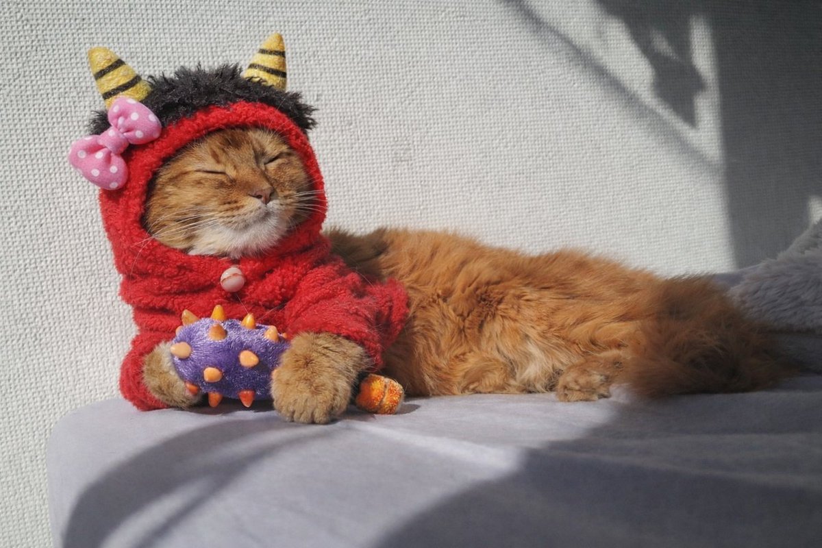 しぴこめᓚᘏᗢ (@chipie0826) / Posts / X