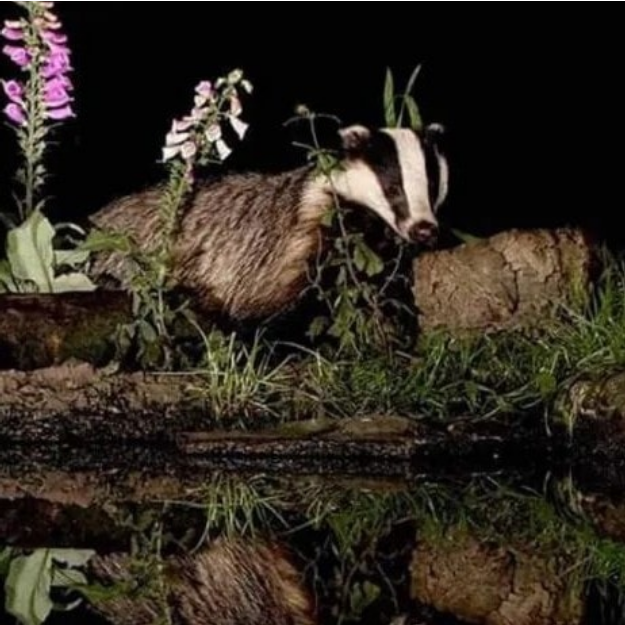 Amelea Teckel tweet media