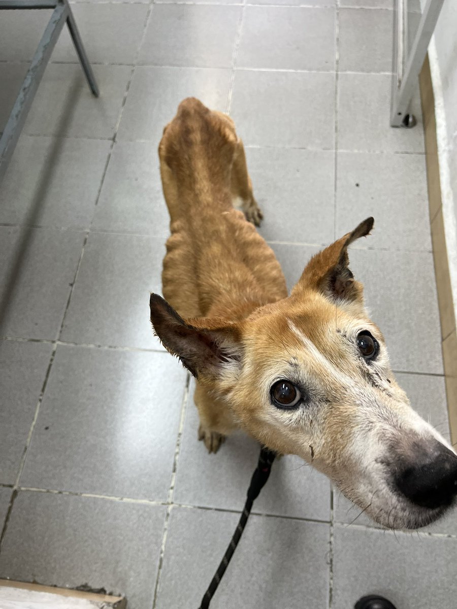 Amalia,12 años.🩷