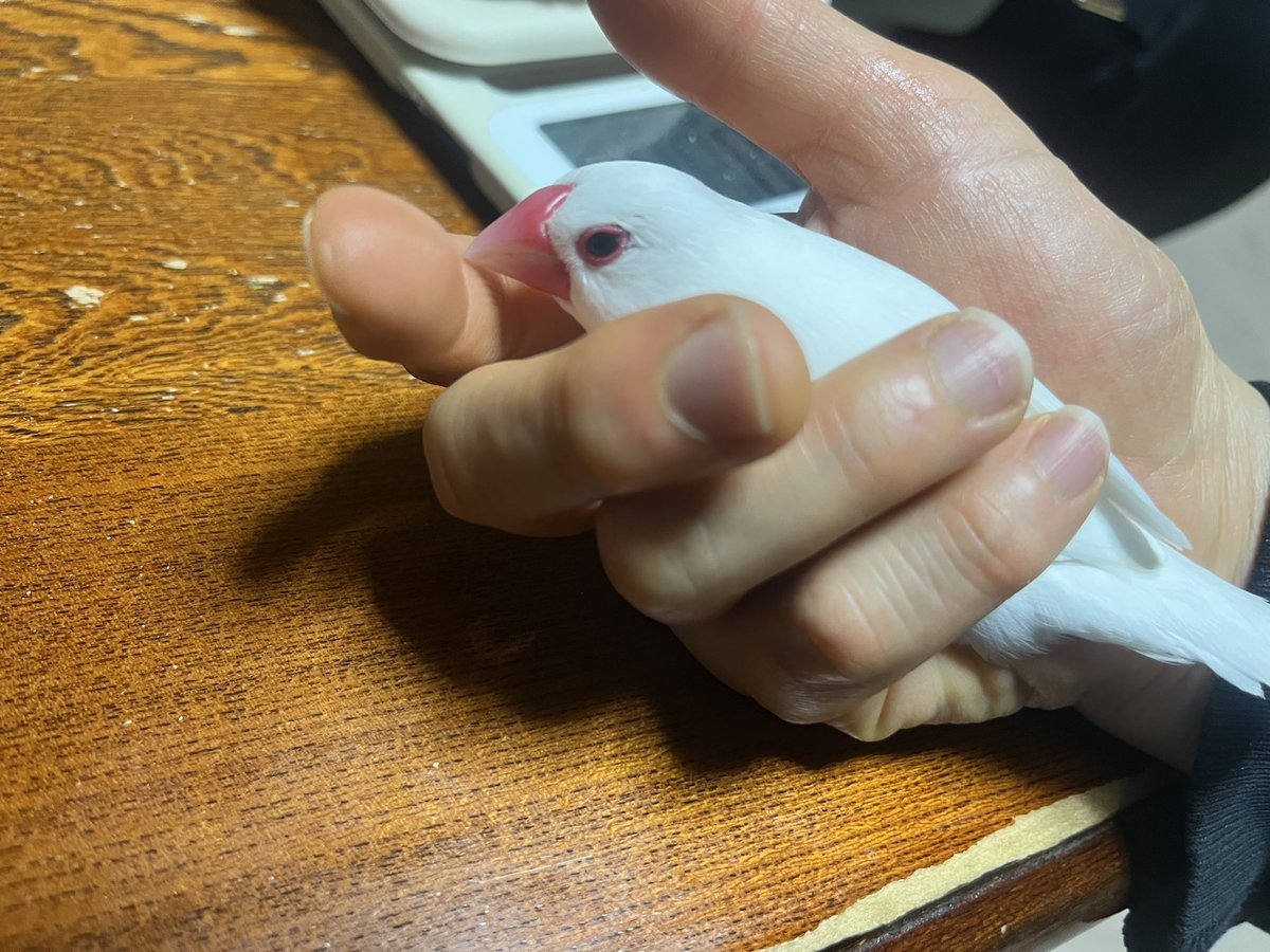 ぽんきちさん専用です ぽんきち様 専用 ponkiti様専用 ぽん吉様 専用 | その他