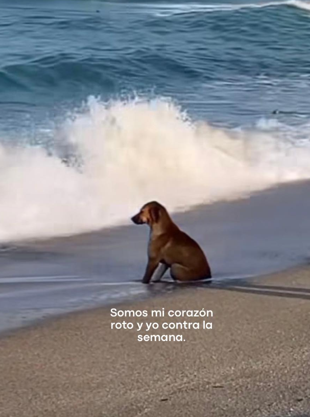 BANDIDOS (@bandidosfrasess) on Twitter photo 