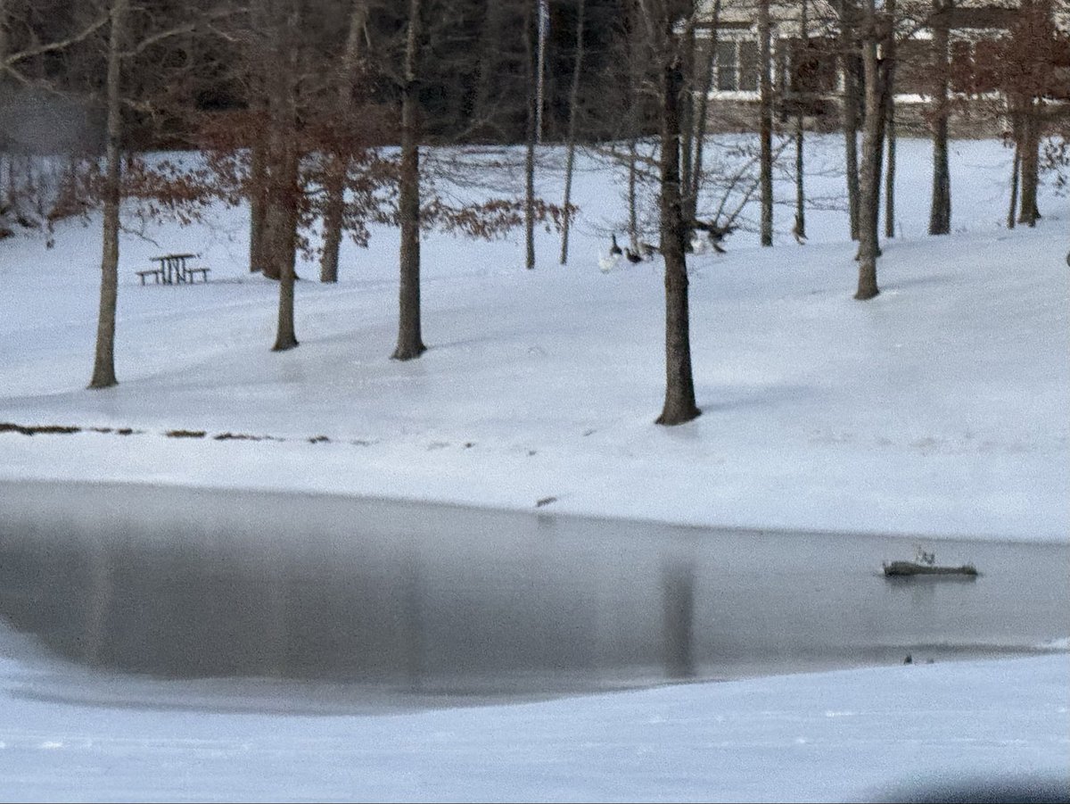 Mitzi Guice tweet media