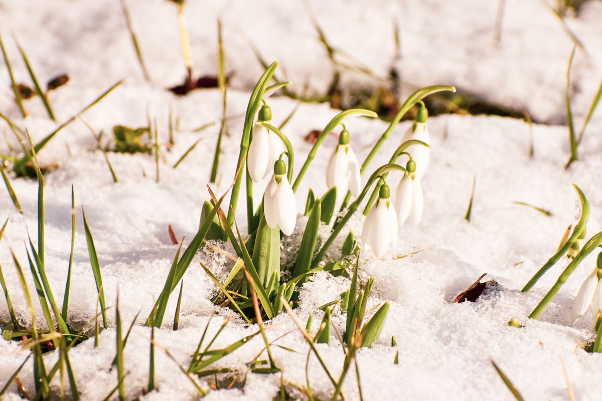 Dobrodošao februar. ❄️💮

#snow #snowdrops #visibabe 

- Dragica Basarić photography.