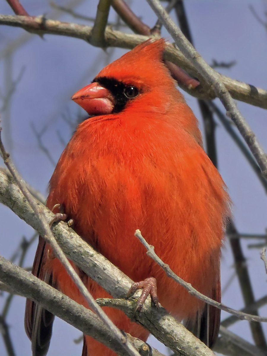 Kat_in_niagara's tweet image. Cardinal at Dufferin Islands this week-end. 🩷
#wildlife #ShareYourWeather #NiagaraFalls @ThePhotoHour