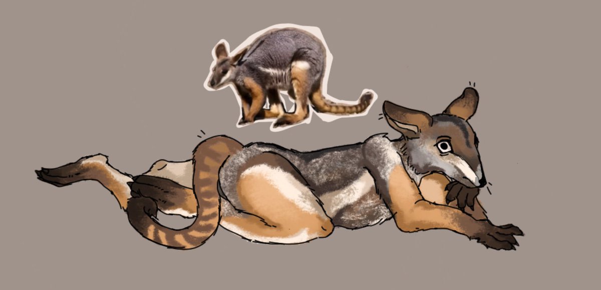 Jam_Peanutbutt's tweet photo. Yellow footed rock wallaby

#anthropomorphic #furryartwork https://t.co/nKxllyp1FC