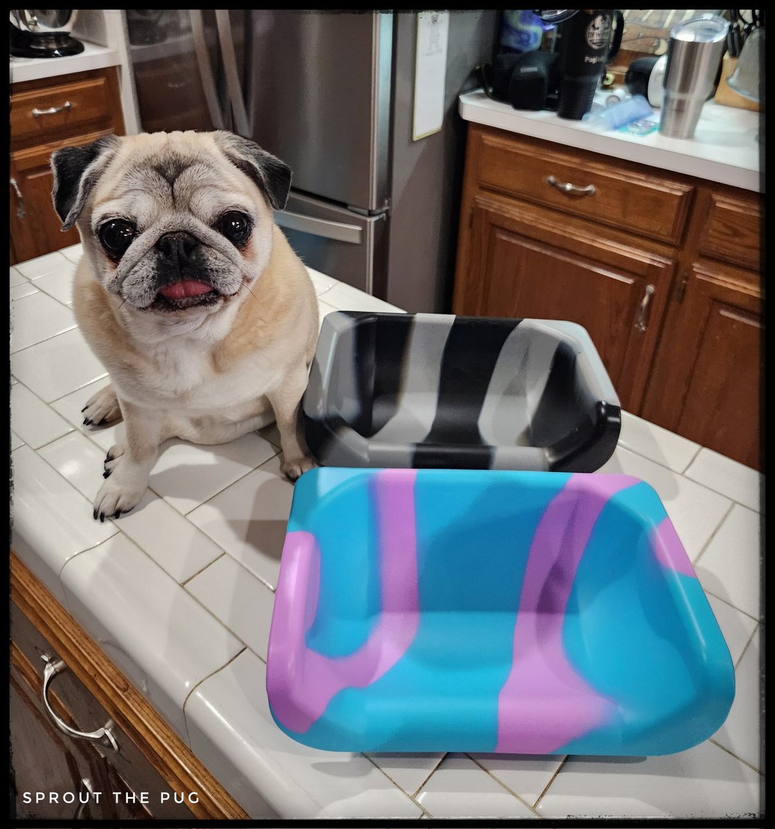 Sprout The Pug tweet media