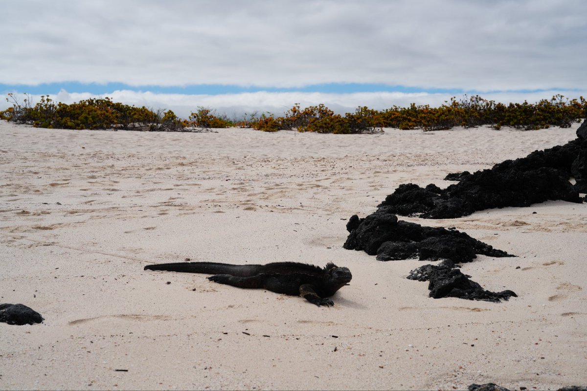 hellonatterrrs's tweet photo. Galápagos iguanas 🦎 #Galapagos #wildlife #iguana #natgeo #natgeoanimals #nationalpark #marinelife https://t.co/UFLkcp0pNN