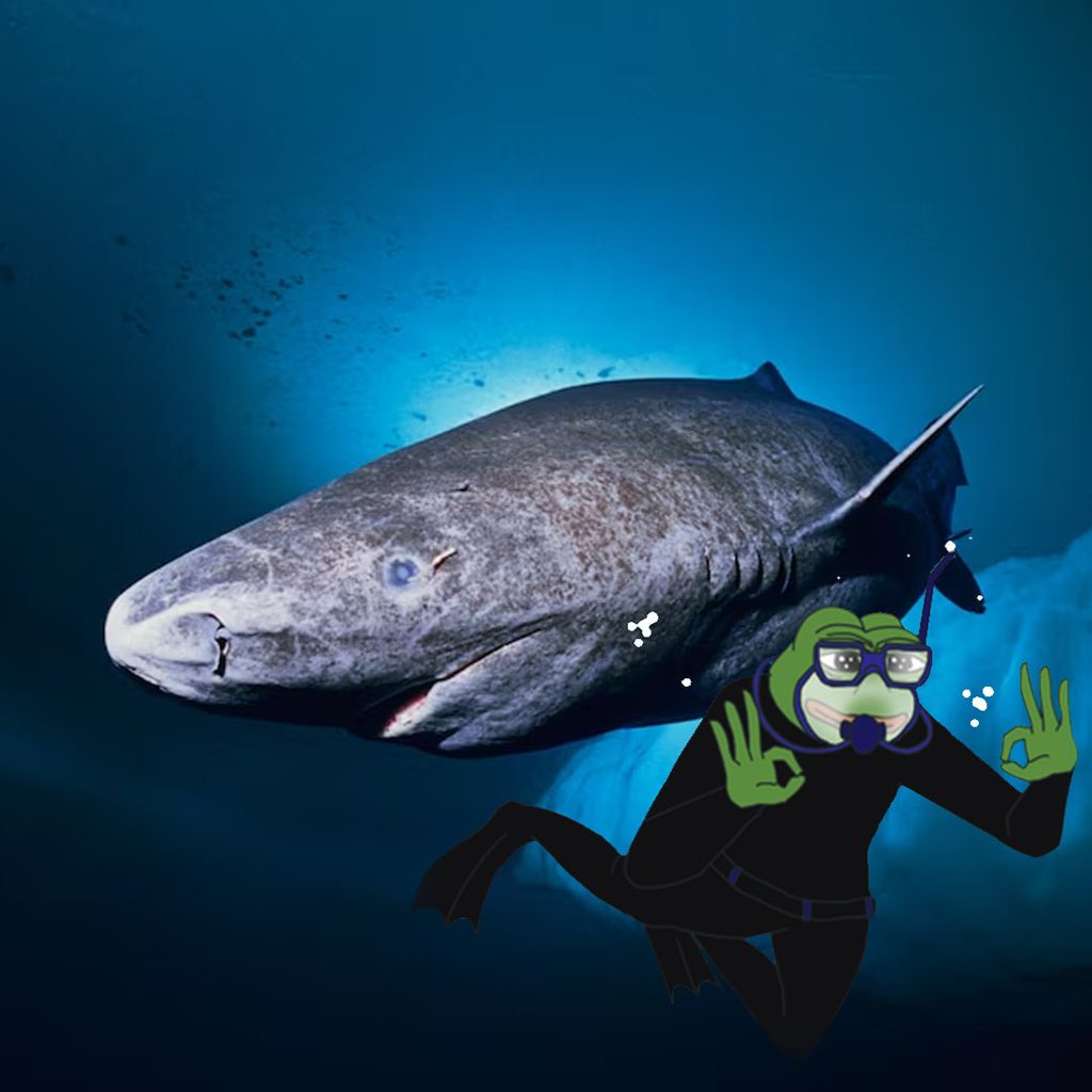 Rarliotrx's tweet photo. @Saintnfa Greenland Shark 

$SHARK

I have been swimming for 399 years and counting

63Z3Q7JX3SBGDiiwqqnPTVvHcuUk6ixkzsYQbKzhpump https://t.co/gj558WgTKa