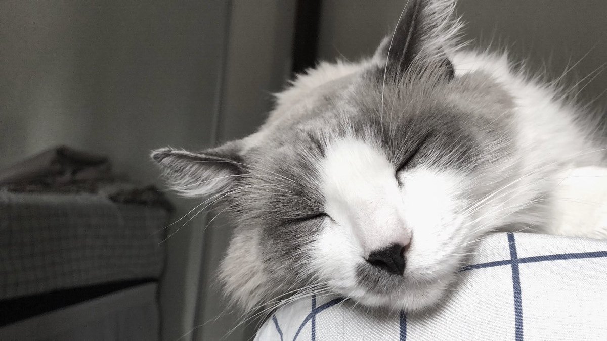 stiinkyboy's tweet image. ⌕: #studytwt ; #langtwt ; #collegetwt

ཐི Charlie; ‘06 ; he/him ཋྀ
  ♰ psychology student
  ♰ learning: 🇺🇸🇯🇵

✩ : my cats, anime, vkei, books, drawing, goth media, rpg