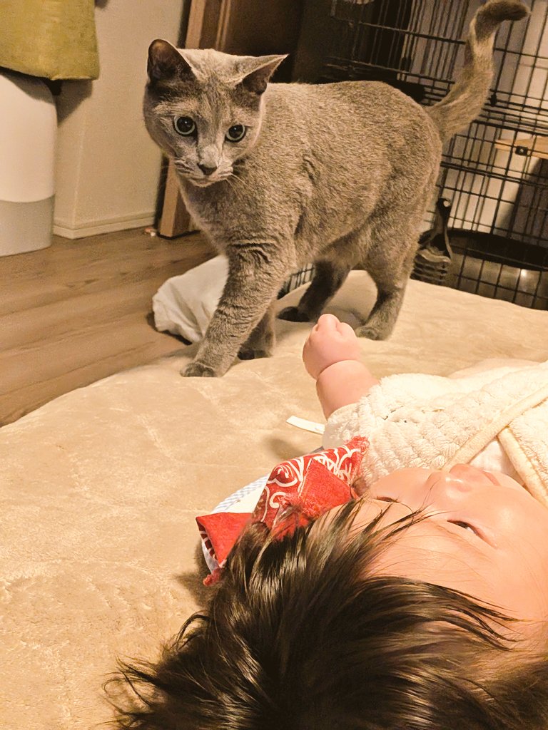 おはようございます☀ 碧さま「( ﾟдﾟ)彡え、でかっ」 いつの間にか妹が