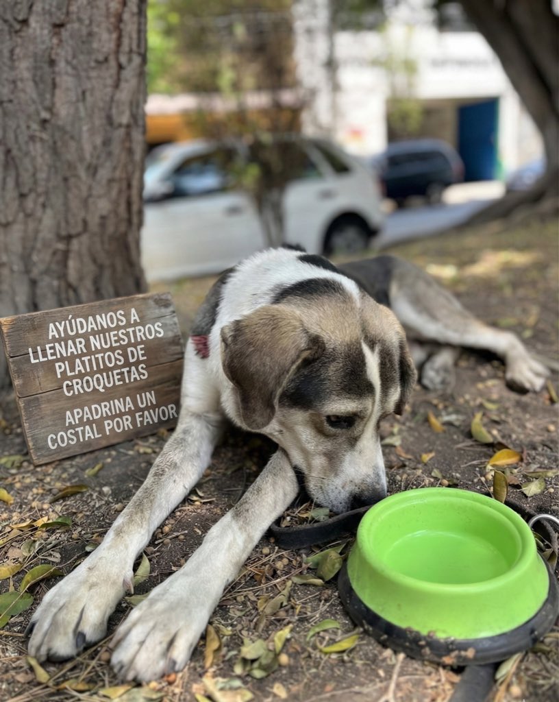 Aún nos faltan 8 costales de croquetas en la pensión de Iztapalapa.🥺

Con $685 les puedes apadrinar un costal de croquetas,también si quieres comprarlas aparte puedes hacerlo.

Comen perron de 25 kg 🙏🏽 y además nos falta el costal de ganador premium de Rocky.
¿Nos ayudan?