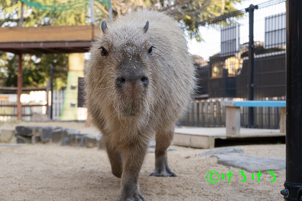 けろけろ (@capyanimal) / Posts / X