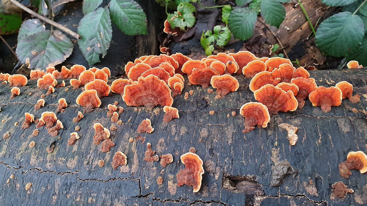 Some super crops of what I think might be Yellowing Curtain Crust #fungi seen in #Lowestoft today.