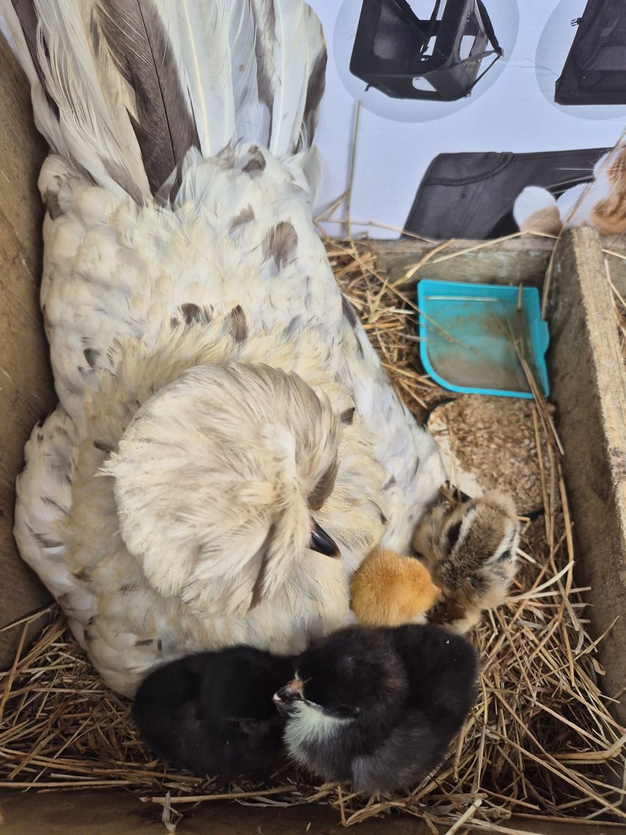 NZAllison's tweet image. We have chooks, all named. Two have been broody, but of the 11 eggs only one hatched. Enter six babies, two black orpingtons, two golden cochins, two wyandotte bantams. Mumma bantam, Leafy, has accepted them. The other bantam mother seems happy with her singleton.
#Chickens