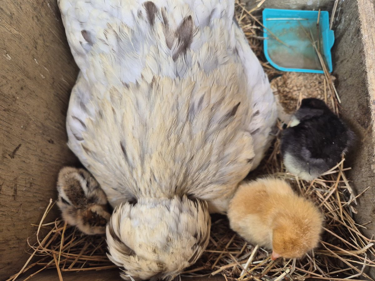 NZAllison's tweet image. We have chooks, all named. Two have been broody, but of the 11 eggs only one hatched. Enter six babies, two black orpingtons, two golden cochins, two wyandotte bantams. Mumma bantam, Leafy, has accepted them. The other bantam mother seems happy with her singleton.
#Chickens