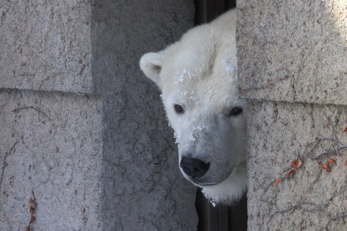 ねこさん.. (@cat_0515) / Posts / X