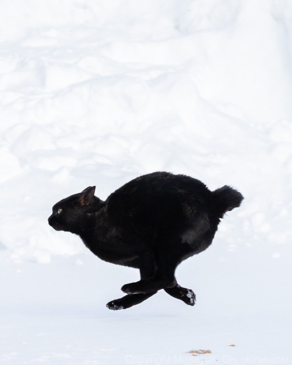 猫写真家 沖 昌之 (MASAYUKI OKI) tweet media