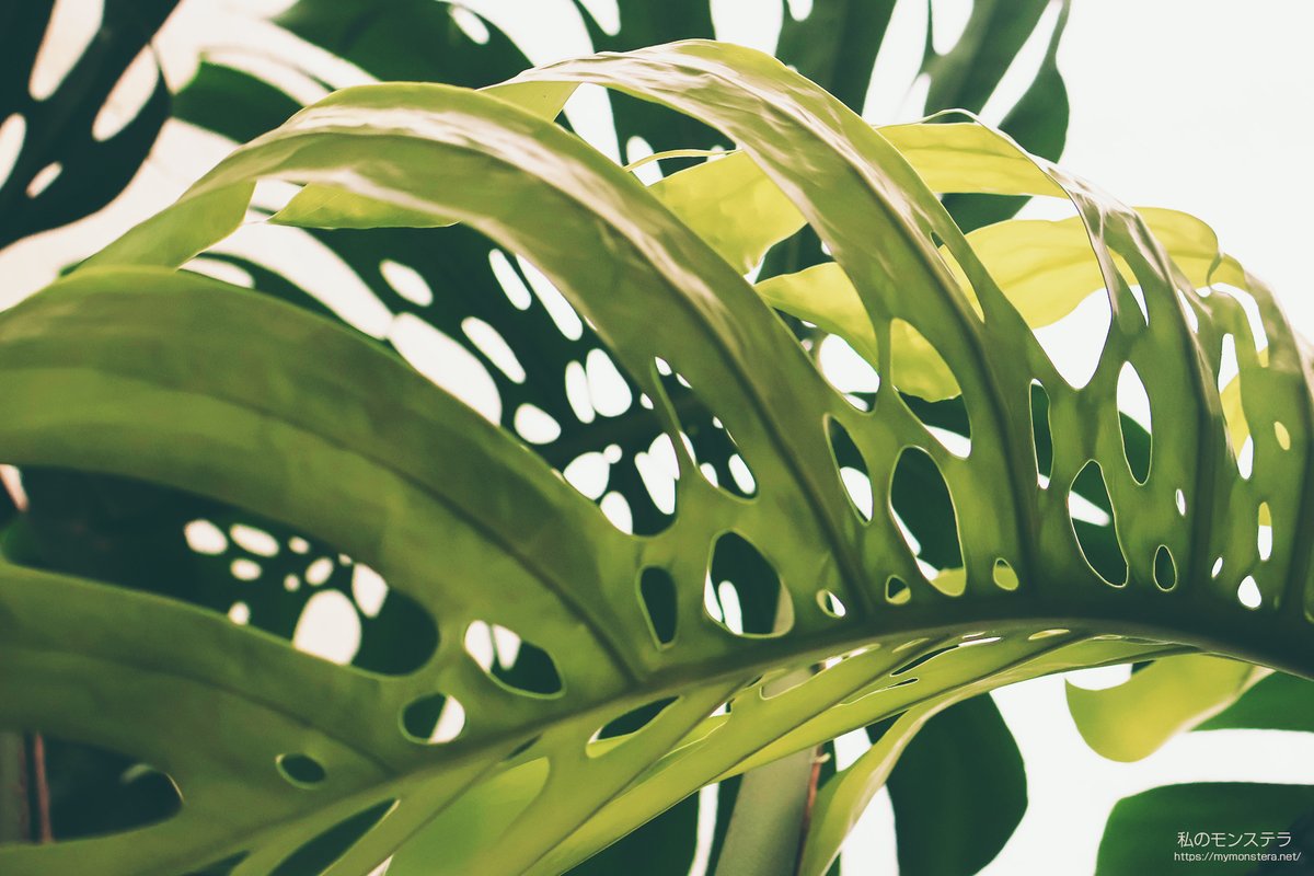 私のモンステラ (@mymonstera) / Posts / X