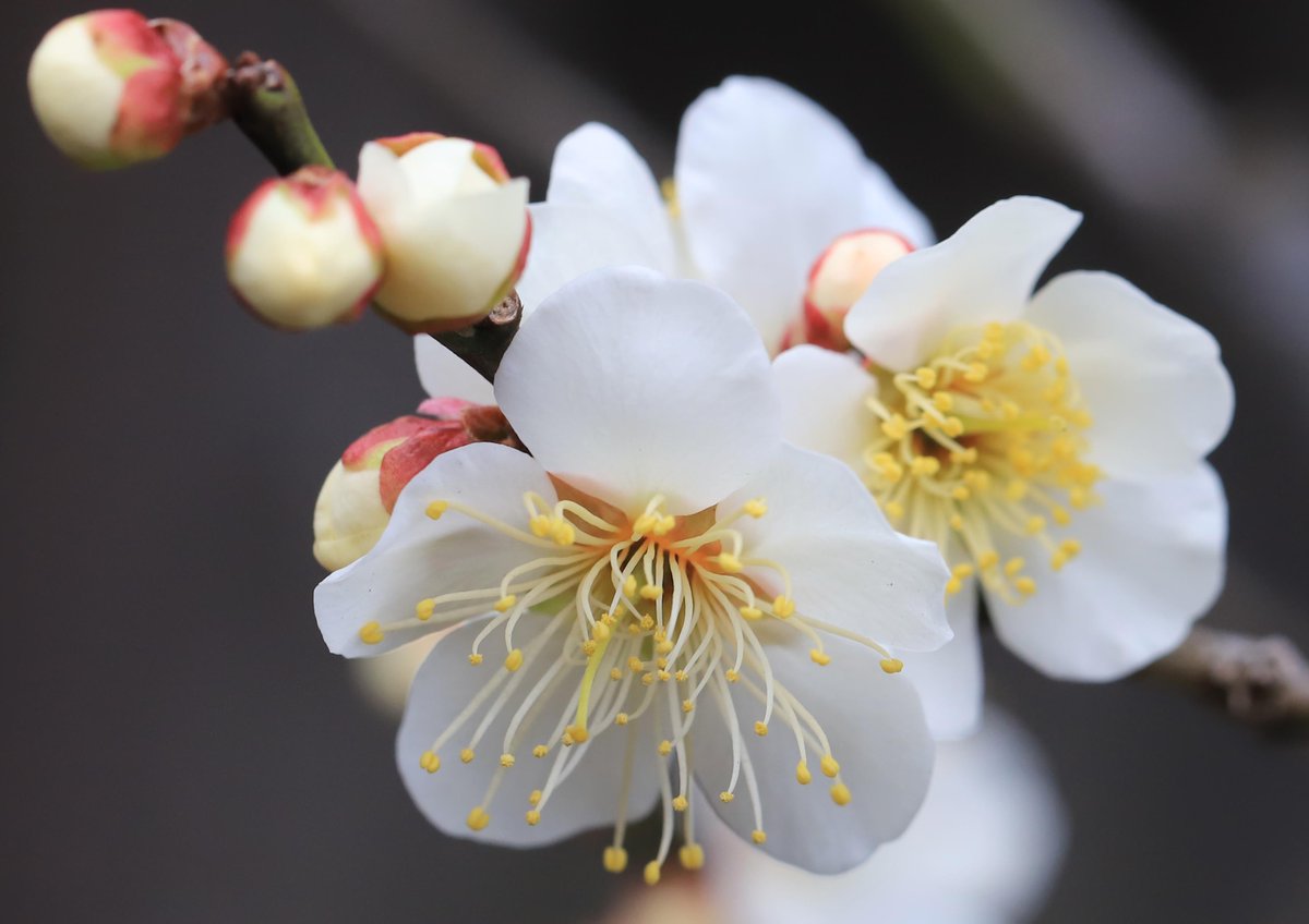 開花を始めた梅の花。紅白それぞれに、美しく咲いています😊