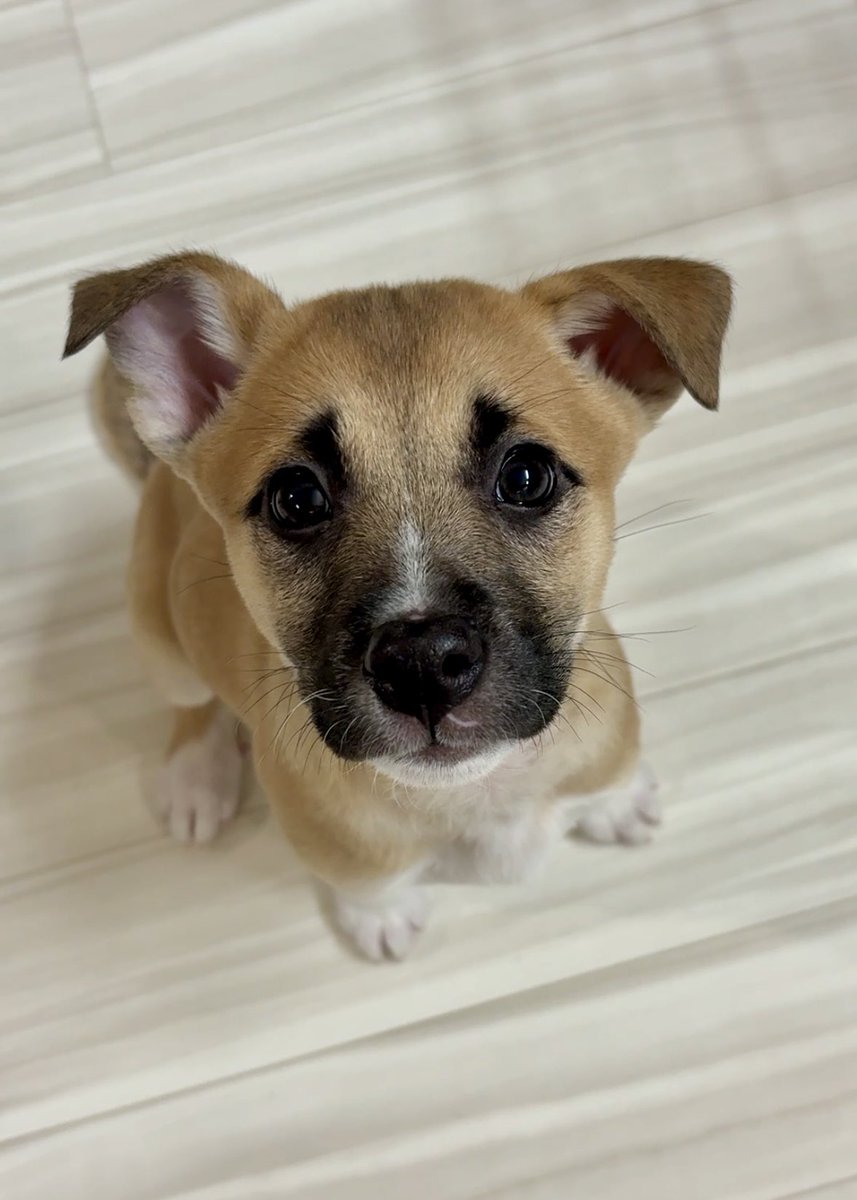 野良犬ふれあい広場 tweet media