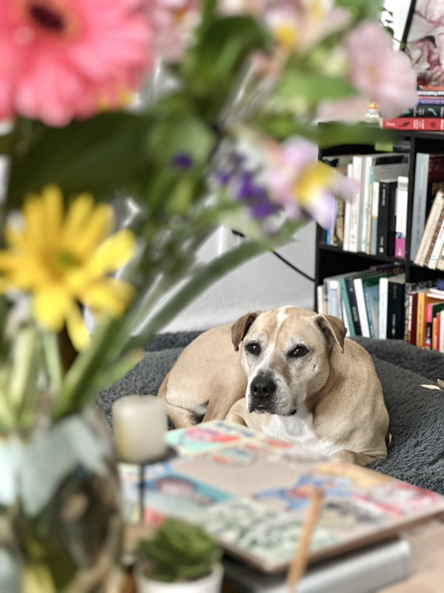 karentzia's tweet photo. hoy la casa amaneció así 🌱🌸 https://t.co/St2YUxBn4M