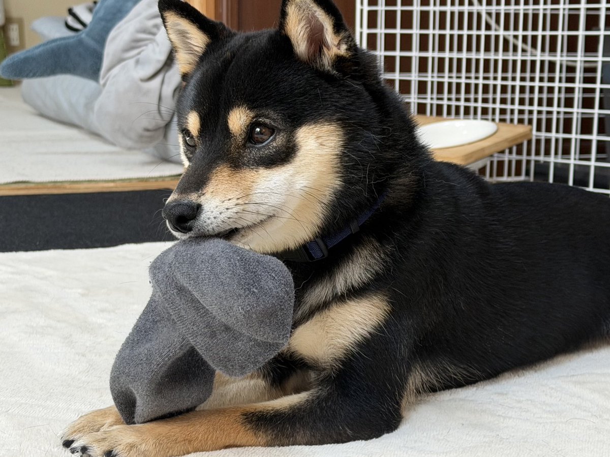 いぬ（いぬいぬ） (@kuroiinu_inu) / Posts / X