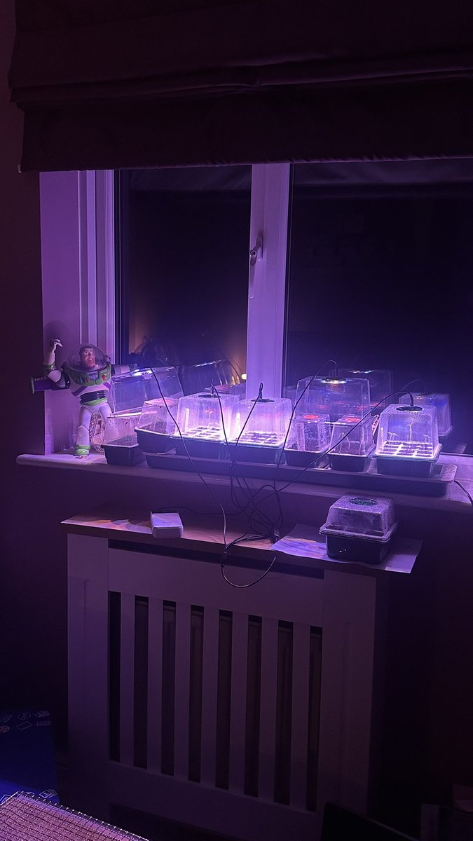 pvt_ak's tweet image. Buzz keeping a watchful eye over the growing station. Magical things are happening 🥰
#allotment
#gardening