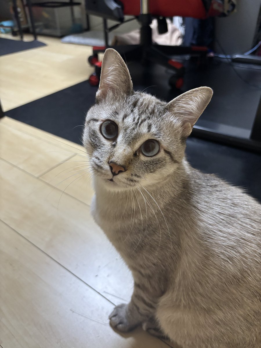 甘えんぼのあま tweet media